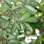 92 -Xylopia richardii- Bois de banane- Annonaceae (2).jpg