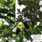 92 -Xylopia richardii- Bois de banane- Annonaceae (3).jpg