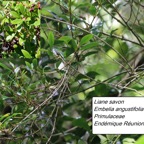 100- Embelia angustifolia- Liane savon-Primulacée ex Myrcinacée-B.jpg