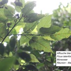 101- Ficus lateriflora - Affouche blanc.JPG