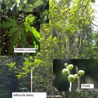 102- Ficus lateriflora-3.jpg