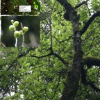 103- Ficus lateriflora-4.JPG