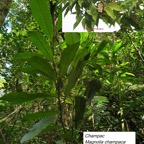 109- Magnolia champaca- Champac.jpg
