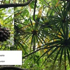121- Pandanus sylvestris- Pandanaceae.jpg