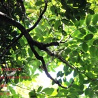 123- Polyscias repanda- Bois de papaye- Araliacées- B.jpg