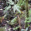 Ficus lateriflora - Figuier blanc - MORACEAE - Endemique Reunion Maurice - MB3_2012.jpg