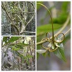 Hugonia serrata - Liane de cle - LINACEAE - Endemique Reunion Maurice - 20230503_115916.jpg