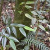 Maillardia borbonica - Bois de maman - MORACEAE - Endemique Reunion - MB3_2049.jpg