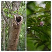 Syzygium cymosum - Bois de pomme rouge - MYRTACEAE - Endemique Reunion - 20230503_120225.jpg