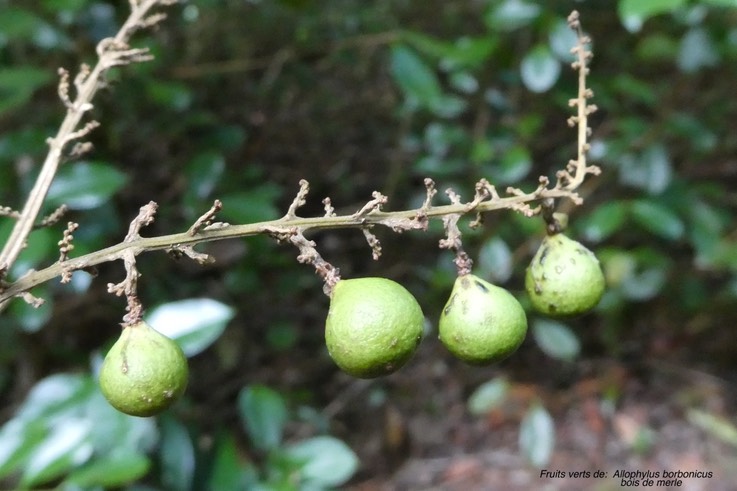 Allophylus borbonicus. bois de merle. (fruits verts ) sapindaceae .endémique Réunion .Maurice.Rodrigues .P1018838
