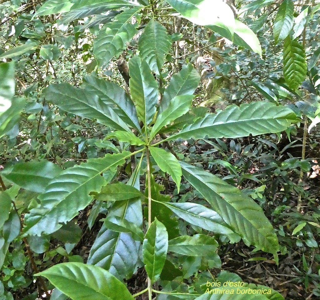 Antirhea borbonica.bois d'osto.rubiaceae.endémique Réunion Maurice Madagascar.P1018768