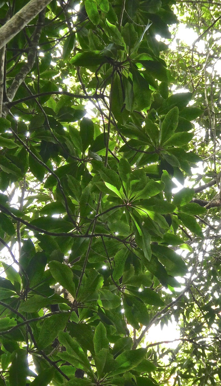 Badula barthesia .bois de savon. primulaceae.endémique Réunion.P1018929