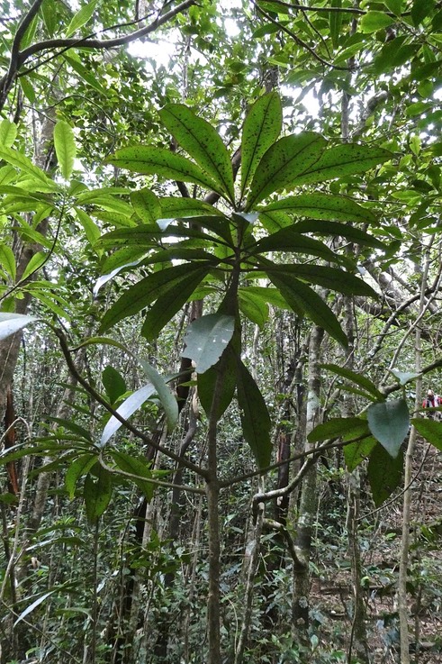 Badula barthesia.bois de savon.bois de pintade .primulaceae.endémique Réunion.P1019026