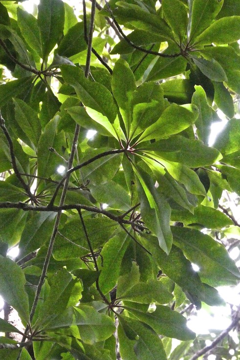 Badula barthesia.bois de savon. primulaceae.endémique Réunion.P1018928