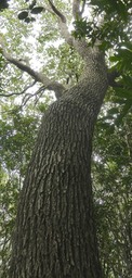 Cinnamomum camphora.camphrier. (tronc ) lauraceae P1018890