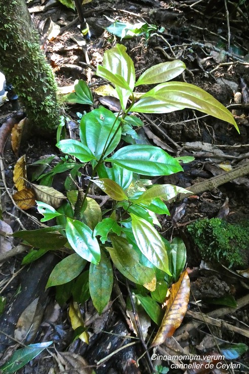 Cinnamomum verum. cannelier de Ceylan.lauraceae.P1018788