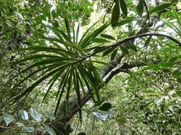 Dracaena reflexa.bois de chandelle.asparagaceae.indigène Réunion.P1018884
