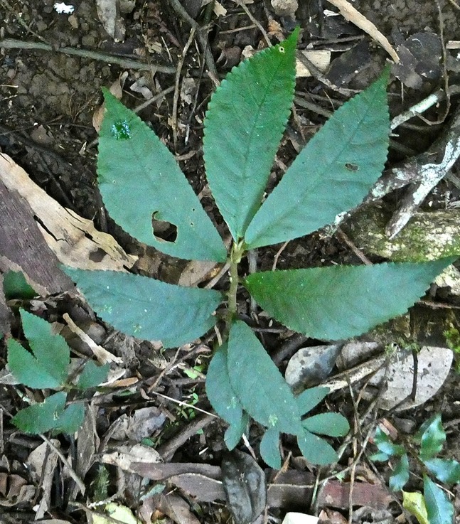 Elatostema fagifolium.urticaceae.indigène Réunion. P1018798
