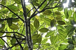 Eugenia mespiloides .bois de nèfles à grandes feuilles.myrtaceae.endémique Réunion.P1019072