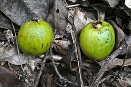 Eugenia mespiloides .bois de nèfles à grandes feuilles.(fruits ) myrtaceae. endémique Réunion.P1019078