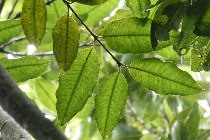 Eugenia mespiloides.bois de nèfles à grandes feuilles.myrtaceae.endémique Réunion.P1019071