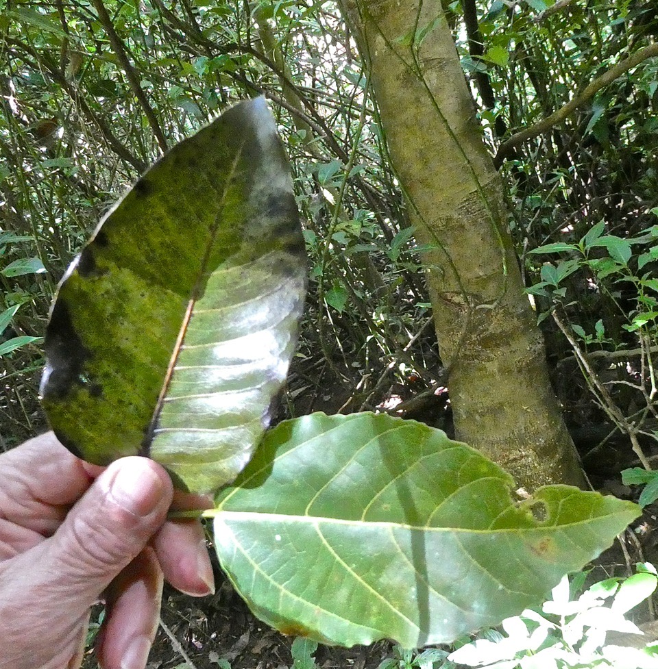 Feuilles de Ficus densifolia .grand affouche à gauche et Ficus laterifolia .figuier blanc à droite.P1018826
