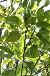 Ficus densifolia .grand affouche.( avec fruits directement sur les branches . "  espèce cauliflore") moraceae .endémique Réunion Maurice.P1018818