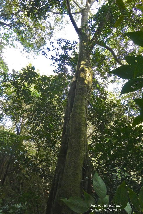 Ficus densifolia. grand affouche.moraceae.endémique Réunion Maurice.P1018823