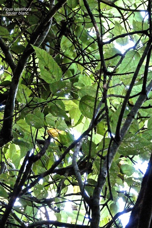 Ficus lateriflora .figuier blanc.  (feuillage )moraceae.endémique Réunion Maurice.P1018748