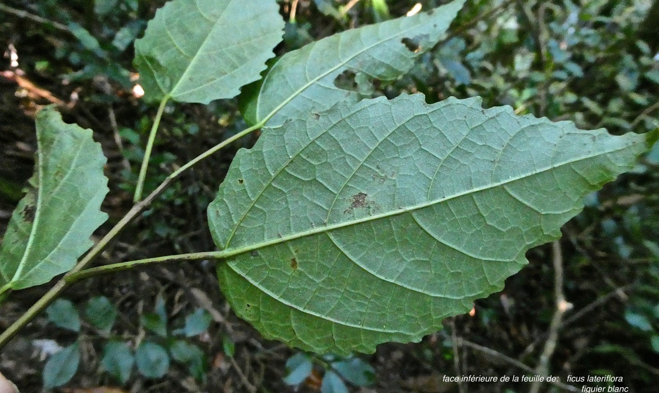 Ficus lateriflora .figuier blanc.( feuille face inférieure. ) moraceae.endémique Réunion Maurice.P1018743