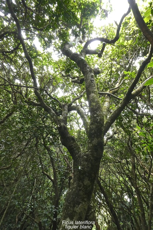 Ficus lateriflora.figuier blanc. moraceae .endémique Réunion Maurice.P1019053
