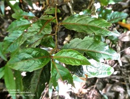 Homalium paniculatum.corce blanc.bois de bassin.( feuilles juveniles )salicaceae. endémique Réunion Maurice .P1018759