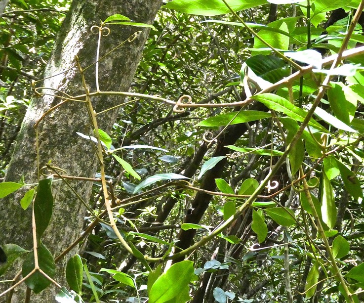 Hugonia serrata .liane de clé .linaceae.endémique Réunion Maurice .P1018923