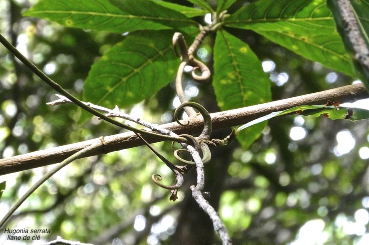 Hugonia serrata .liane de clé.linaceae.endémique Réunion Maurice.P1018934