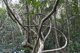 Hugonia serrata.liane de clé.linaceae.endémique Réunion Maurice.P1018968