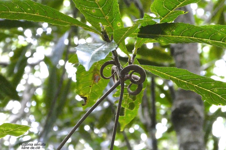 Hugonia serrata.liane de clé.linaceae.endémique Réunion Maurice.P1018910