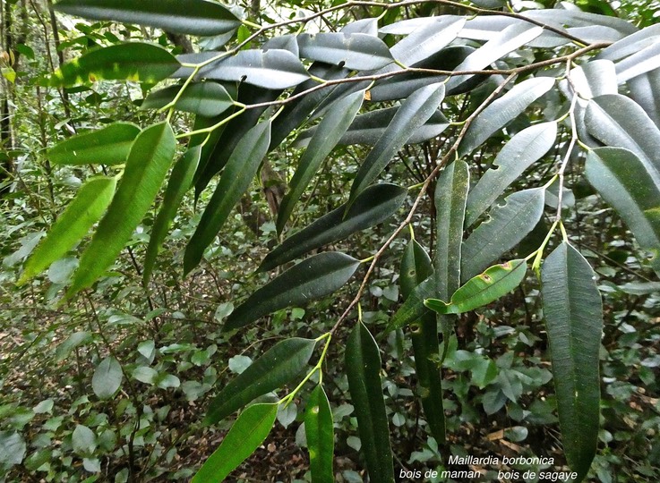 Maillardia borbonica.bois de maman.bois de sagaye.moraceae;endémique Réunion.P1019048