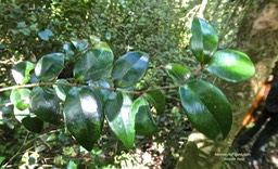 Memecylon confusum.bois de balai.melastomataceae.endémique Réunion.P1018772