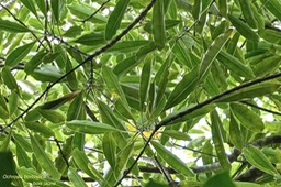 Ochrosia borbonica .bois jaune .apocynaceae.endémique Réunion Maurice.P1018871