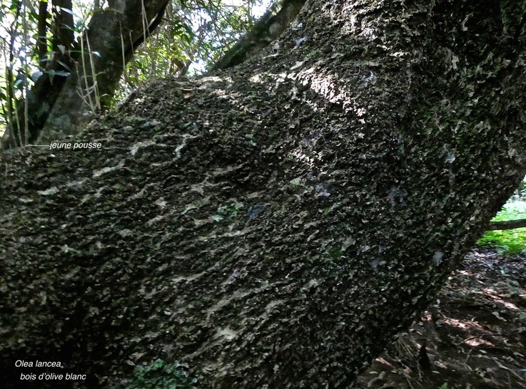 Olea lancea .bois d'olive blanc.( détail du tronc /écorce et jeunes pousses ) àleaceae.indigène Réunion.  P1018738