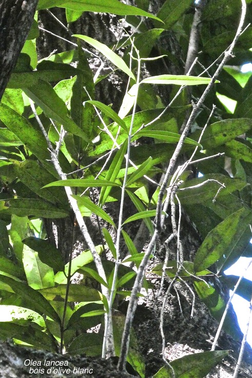 Olea lancea.bois d'olive blanc.(feuillage ) oleaceae. indigène Réunion.P1018735