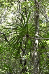 Pandanus sylvestris .petit vacoa.pandanaceae.endémique Réunion.P1018847