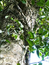 Piper borbonense.lingue poivre. poivrier de Bourbon.( vers la cime d'un arbre ) piperaceae.indigène Réunion.P1018807