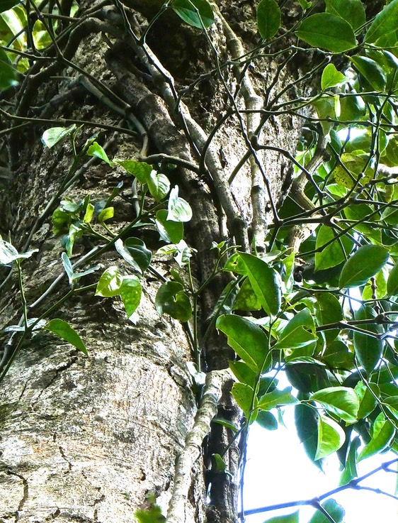 Piper borbonense.lingue poivre. poivrier de Bourbon.( vers la cime d'un arbre ) piperaceae.indigène Réunion.P1018807