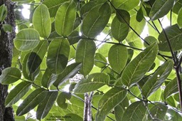 Polyscias repanda.bois de papaye.( feuilles )araliaceae.endémique Réunion;P1018877