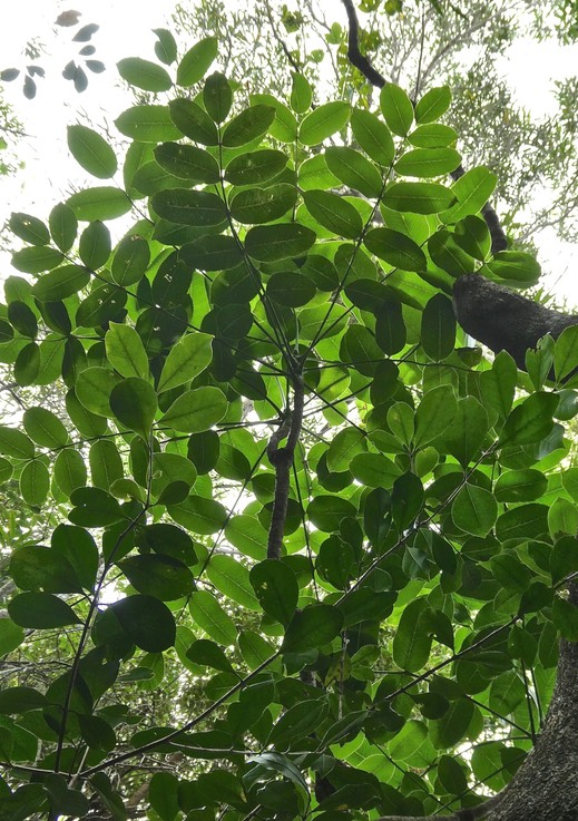 Polyscias repanda.bois de papaye.araliaceae.endémique Réunion.P1018880