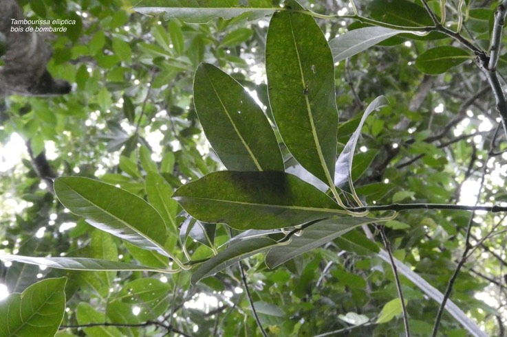 Tambourissa elliptica .bois de bombarde. bois de tambour.monimiaceae.endémique Réunion.P1019005