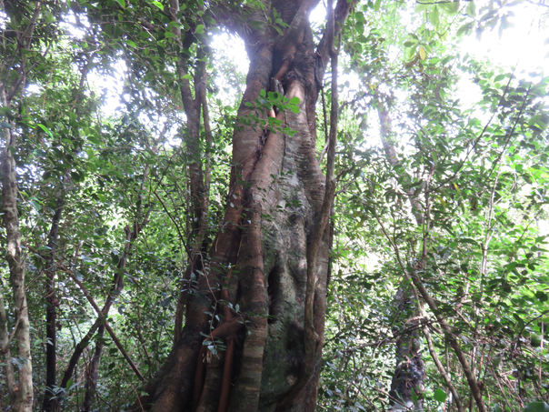 14 - Ficus densifolia - Grand Affouche - Moraceae