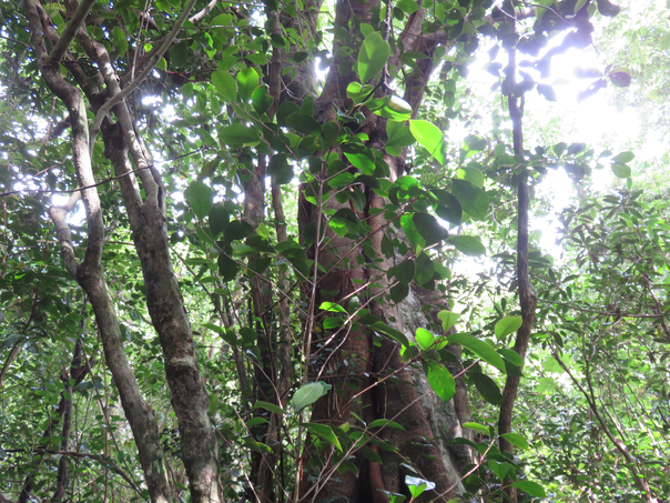 15 - Coffea mauritiana - Café marron -  RUBIACEE - endémique de La Réunion et de Maurice