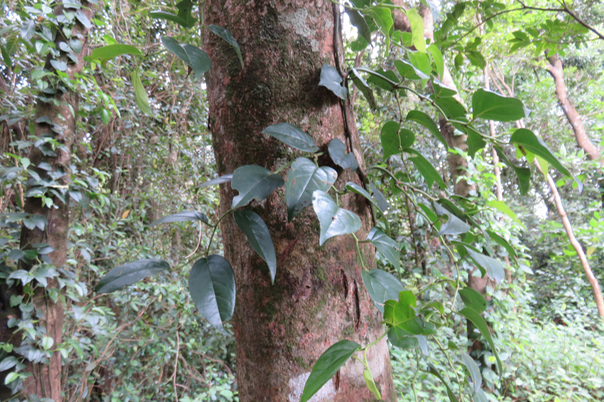 2 - Piper borbonense - Lingue poivre - Piperaceae- indigène de la Réunion, Maurice et Madagascar